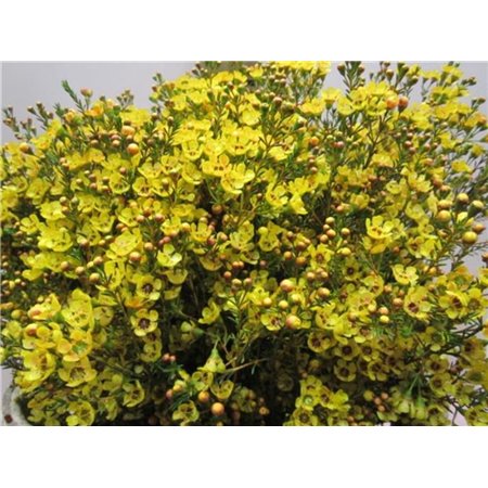 Chamelaucium Tal Yellow c715