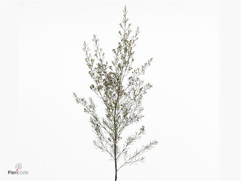 Chamelaucium Un Early Nir c717