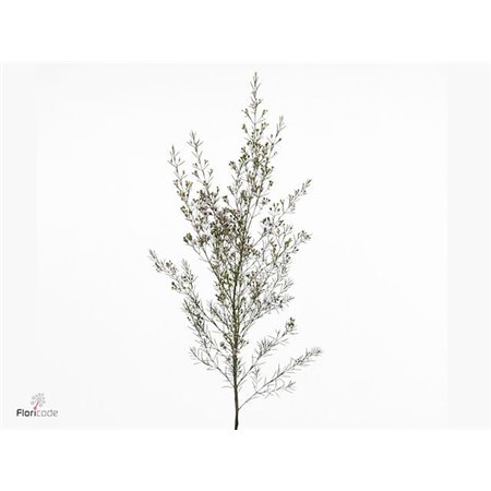 Chamelaucium Un Early Nir c717