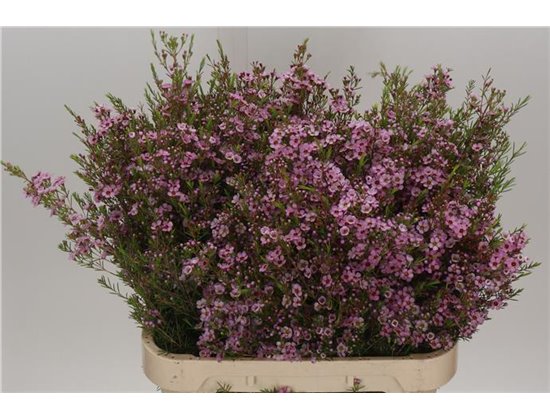 Chamelaucium Un Olivia c718