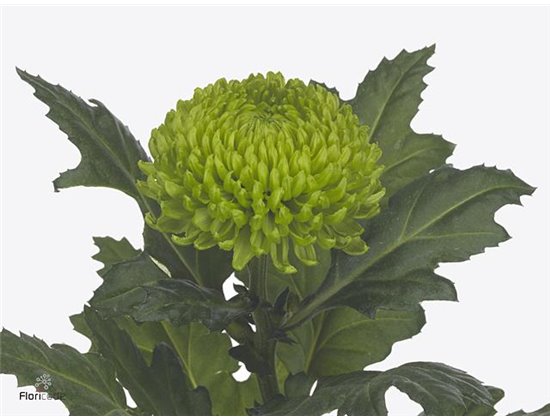 Marjetka deco Alemani c749