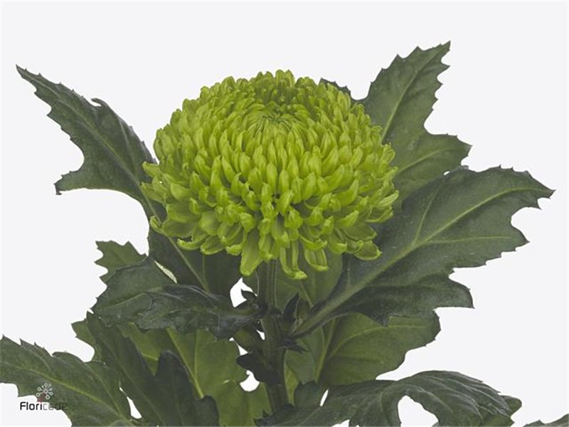 Marjetka deco Alemani c749