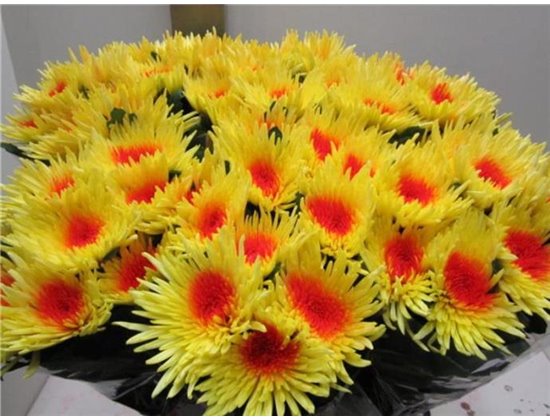 Marjetka deco Ana Yellow / Red c751