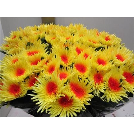 Marjetka deco Ana Yellow / Red c751