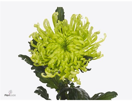 Marjetka deco Antenna c752