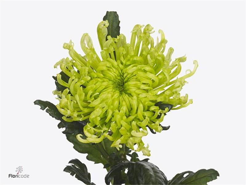 Marjetka deco Antenna c752