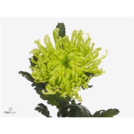 Marjetka deco Antenna c752