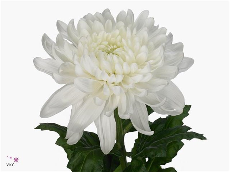 Marjetka deco Antonov c753