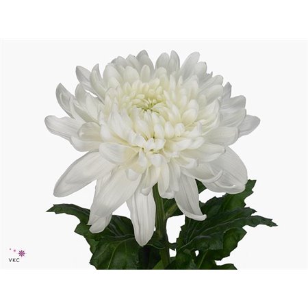 Marjetka deco Antonov c753