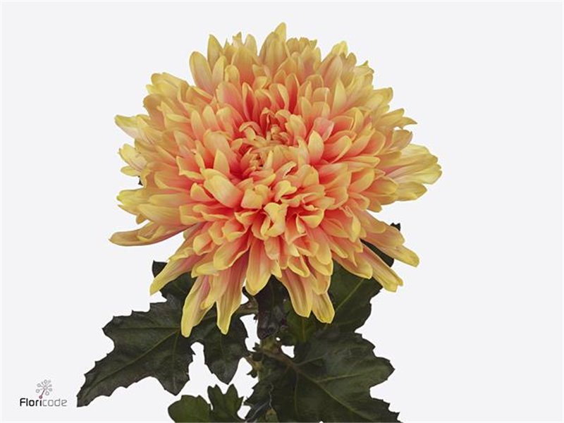 Marjetka deco Antonov Apple Bandit c755