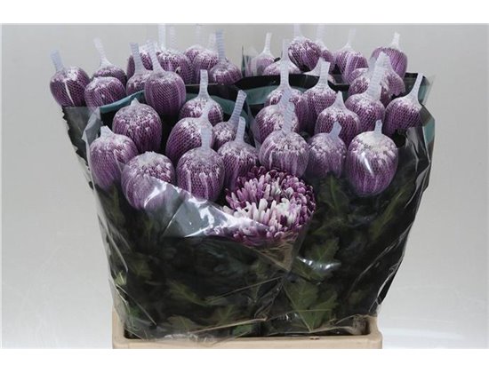 Marjetka deco Antonov Dyed Cassis c759