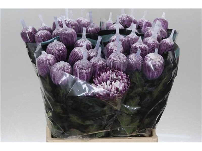 Marjetka deco Antonov Dyed Cassis c759