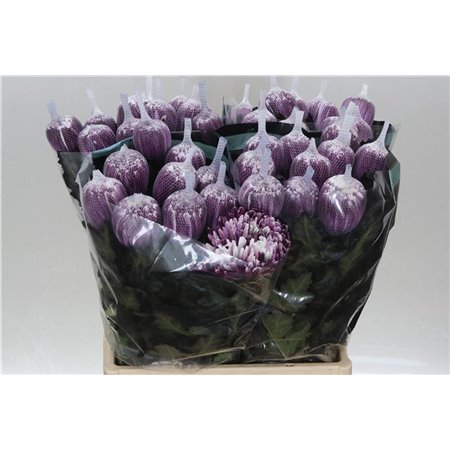 Marjetka deco Antonov Dyed Cassis c759