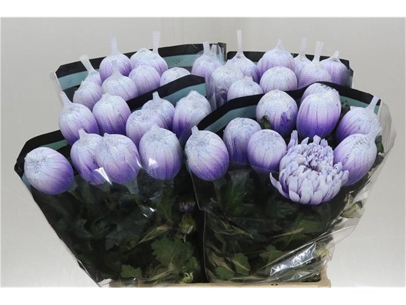 Marjetka deco Antonov Dyed Pastel Milka c761