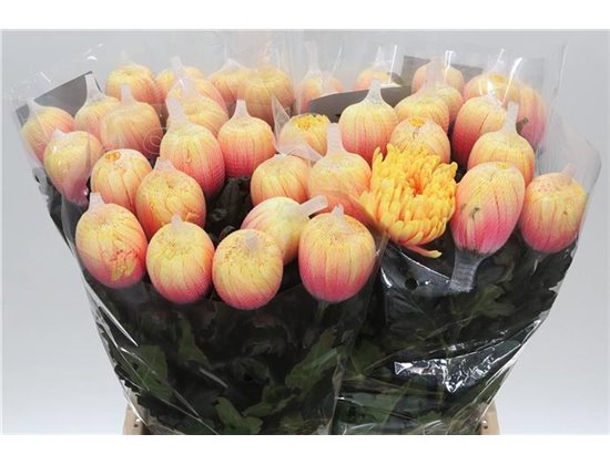 Marjetka deco Antonov Dyed Sunshine c765