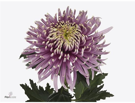 Marjetka deco Baltazar Intense c774