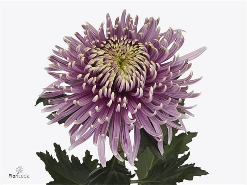 Marjetka deco Baltazar Intense c774