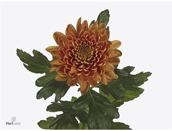 Marjetka deco Bellavista c776