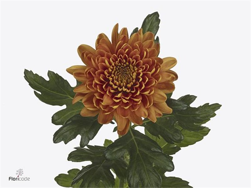 Marjetka deco Bellavista c776