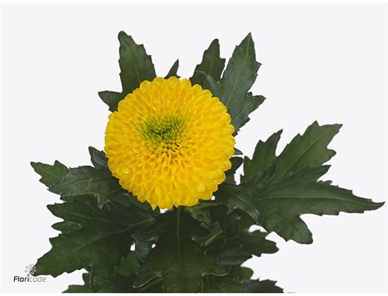 Marjetka deco Bellavista c777