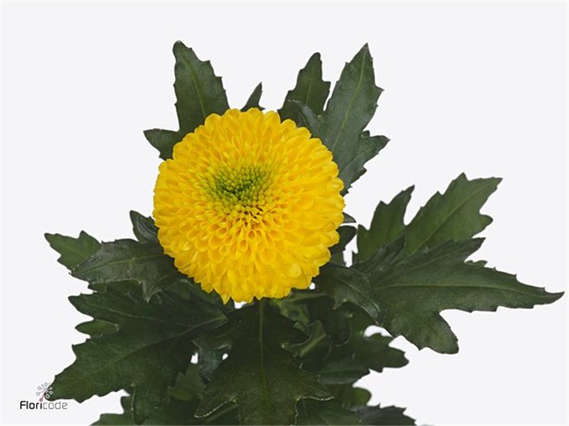 Marjetka deco Brasiliana c778