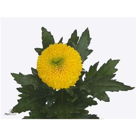 Marjetka deco Brasiliana c778