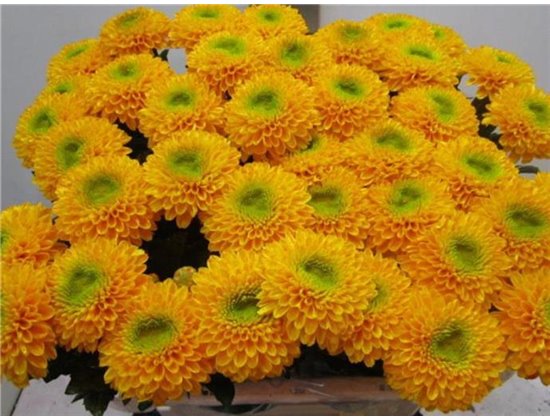 Marjetka deco Brasiliana Orange c780