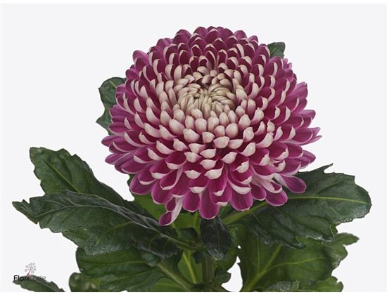 Marjetka deco Couture c782