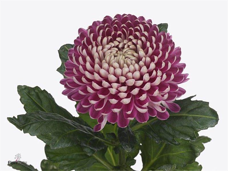 Marjetka deco Couture c782