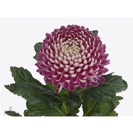 Marjetka deco Couture c782