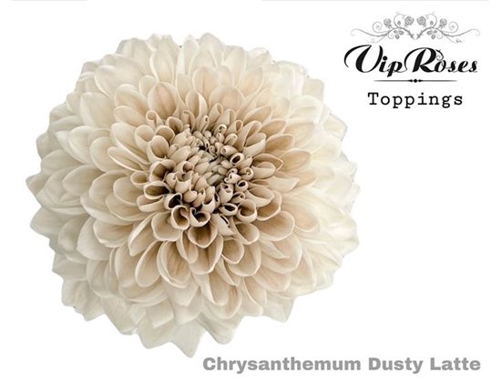 Marjetka deco Dusty Latte c784