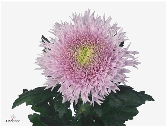 Marjetka deco Dusty Latte c785