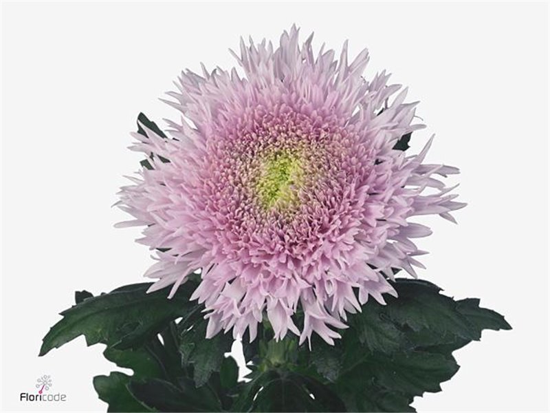 Marjetka deco Dusty Latte c785