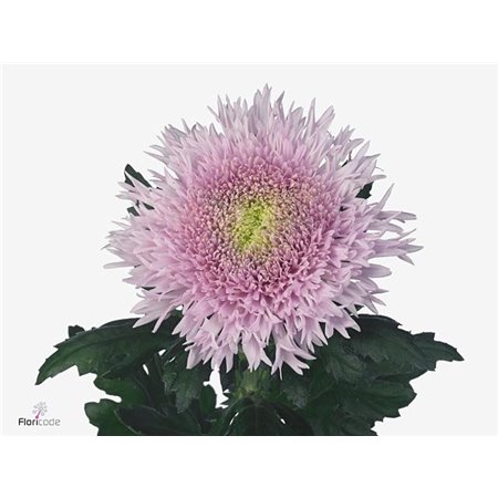 Marjetka deco Dusty Latte c785