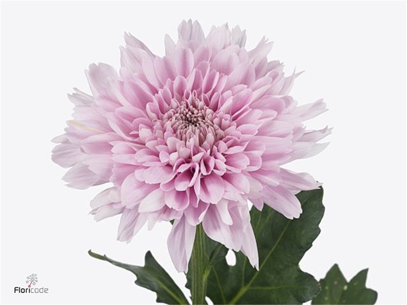 Marjetka deco Etrusko White c787