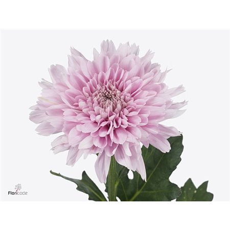 Marjetka deco Kalimba c788