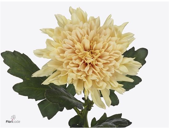 Marjetka deco Kalimba c789