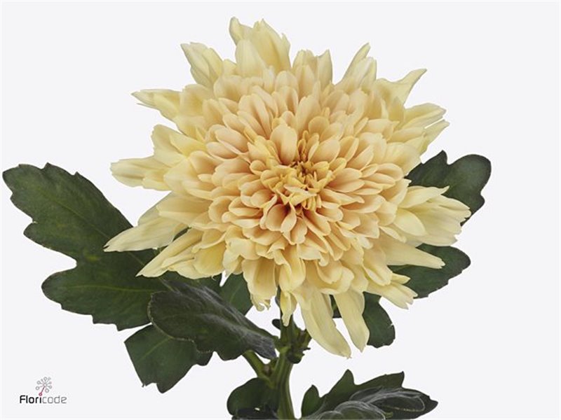 Marjetka deco Kalimba c789