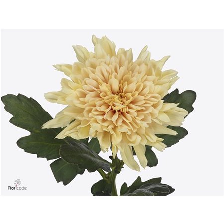 Marjetka deco Kalimba Salmon c790