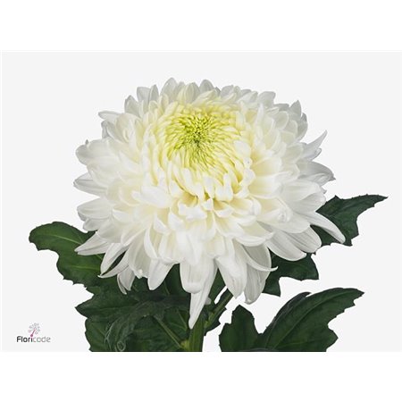 Marjetka deco Magnum c793