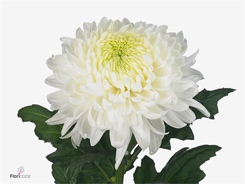 Marjetka deco Magnum c794