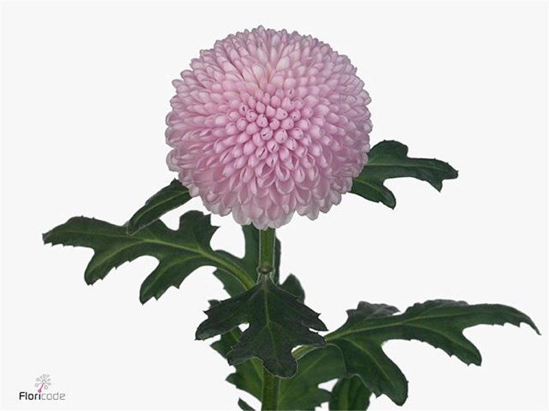 Marjetka deco Momoko c798