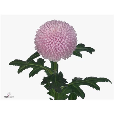 Marjetka deco Momoko c798