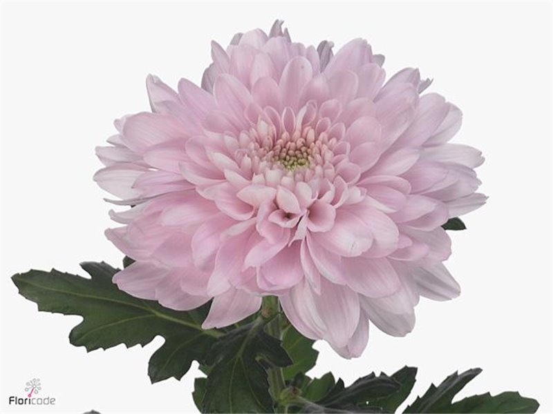 Marjetka deco Pastelmix c800