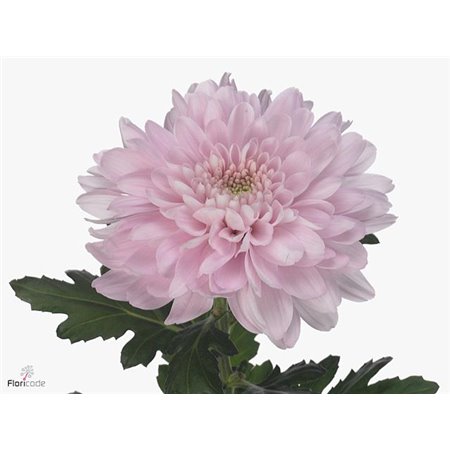 Marjetka deco Pastelmix c800