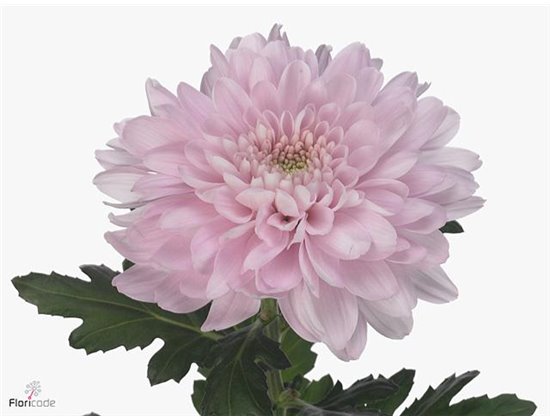 Marjetka deco Petrushka c802