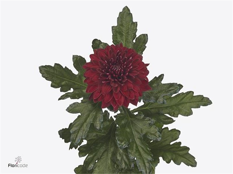 Marjetka deco Pip Red c804