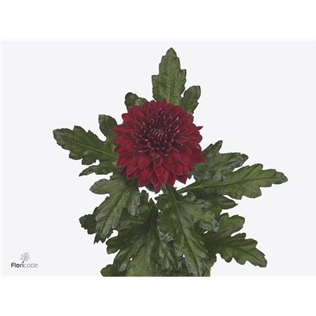 Marjetka deco Pip Red c804