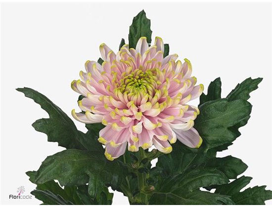 Marjetka deco Ross Charlotte c807