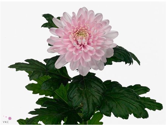 Marjetka deco Ross Charlotte c809